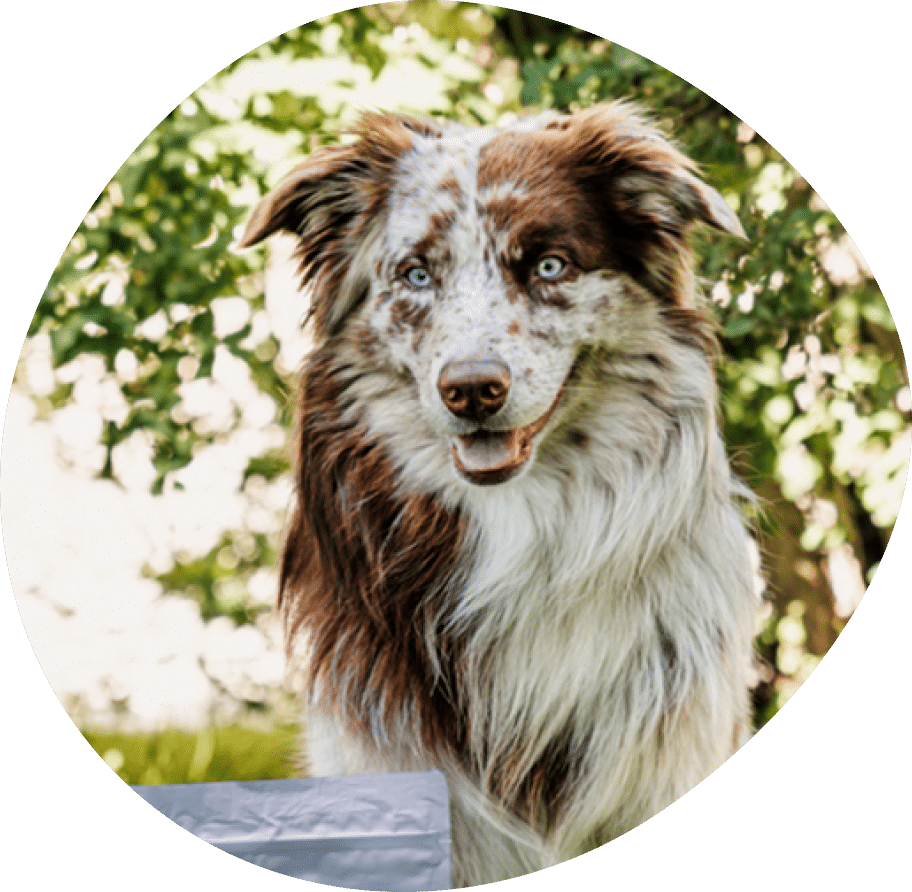 Vector (21) Vector (21)