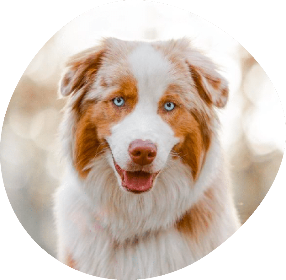 Vector (28) Vector (28)